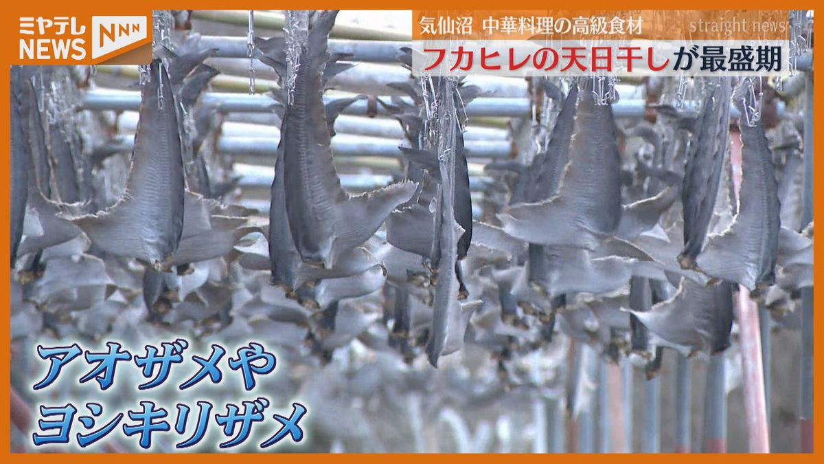 フカヒレに…約1万枚のサメ尾びれを天日干し、今季は良い条件「最高のものができる」宮城・気仙沼