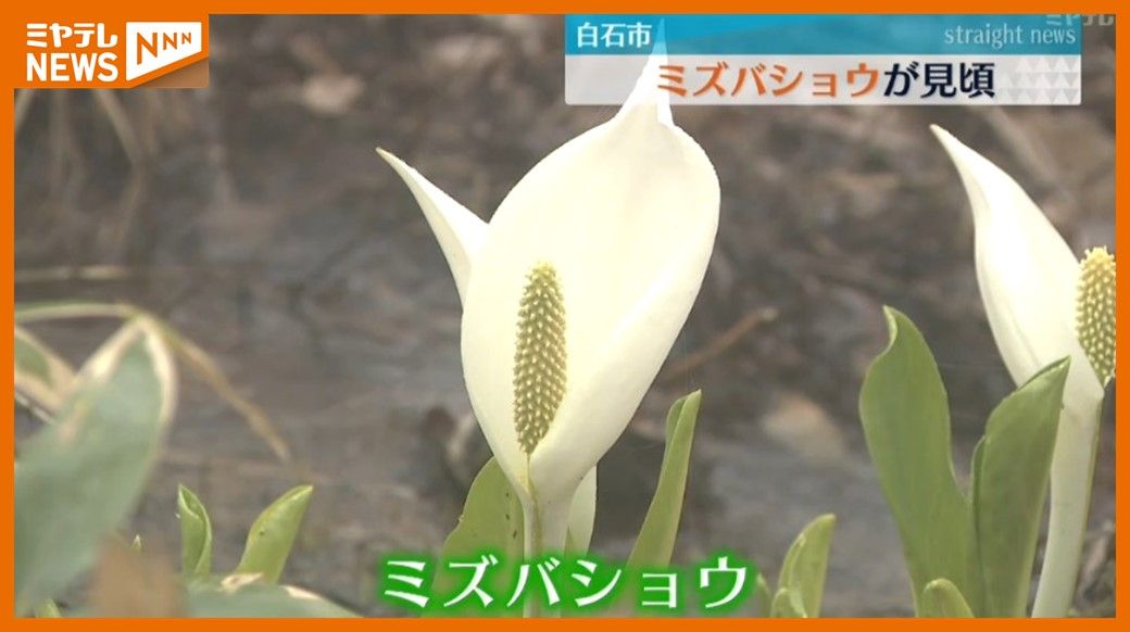 里山に春の訪れ、ミズバショウが見頃（宮城・白石市）