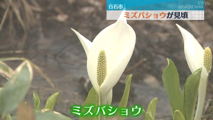 里山に春の訪れ、ミズバショウが見頃（宮城・白石市）（2025年4月12日