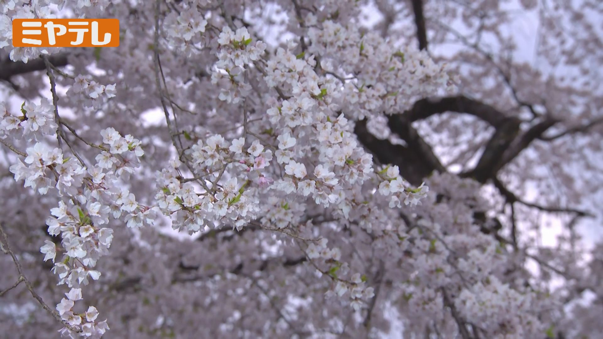 10日に満開、仙台のサクラ…花見客で賑わう榴岡公園から中継（放送は11