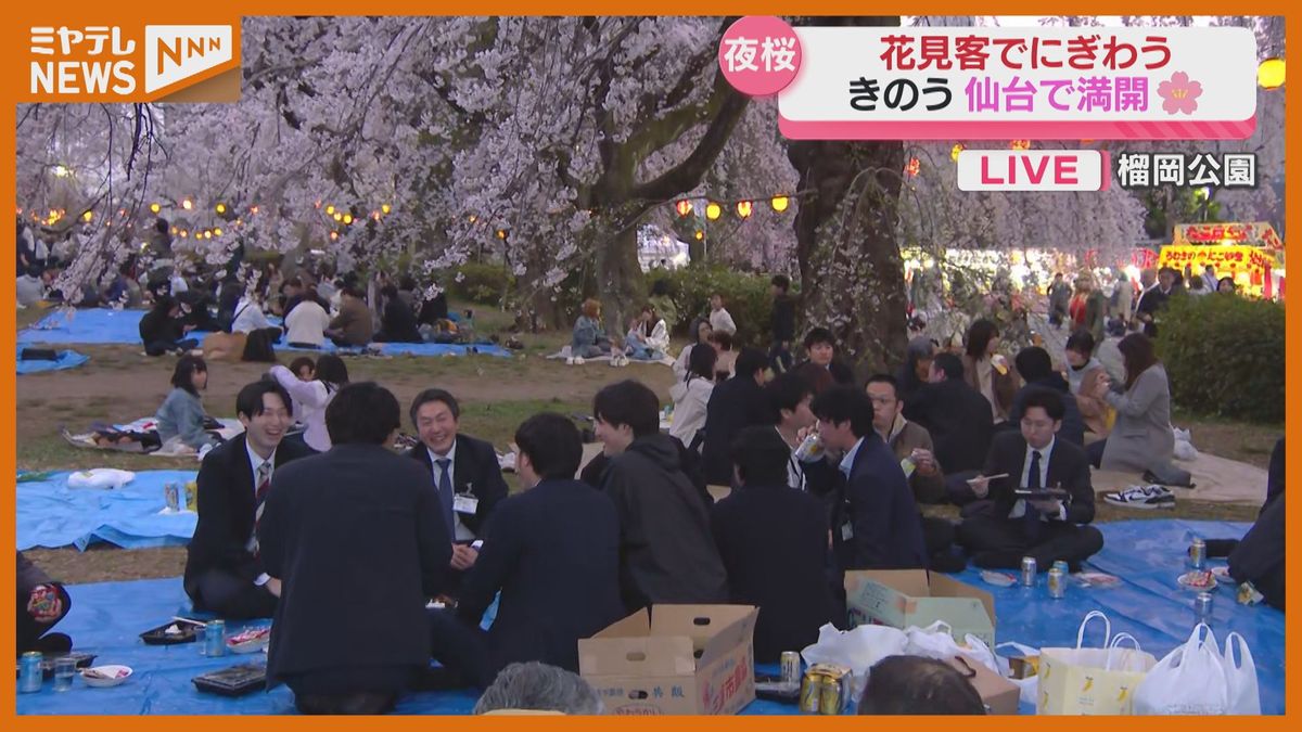 10日に満開、仙台のサクラ…花見客で賑わう榴岡公園から中継（放送は11日午後6時15分頃）