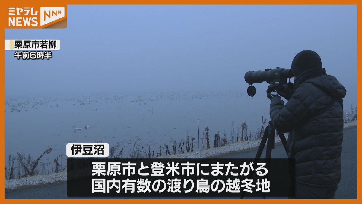 ＜今シーズン2回目＞”渡り鳥”の生息調査　伊豆沼では霧の影響で16日に”延期”（宮城）