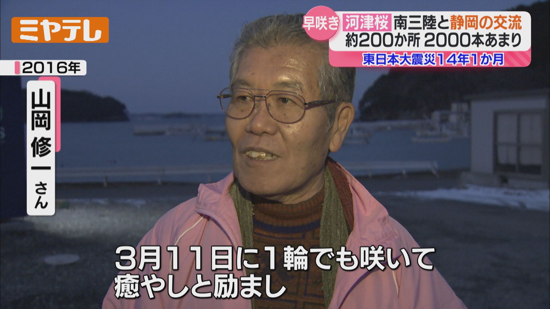 震災被災地に植えられた“河津桜”2000本、宮城～静岡をつなぐ交流（2025