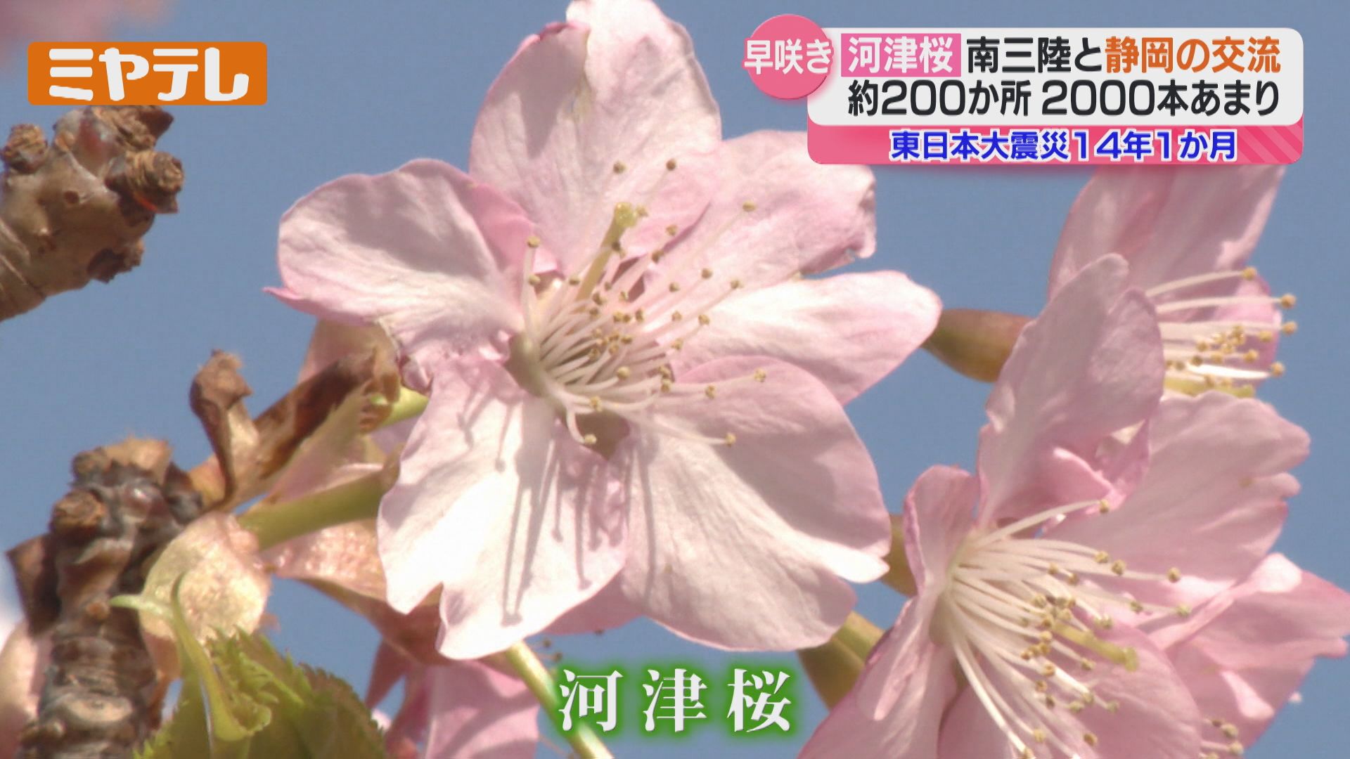 震災被災地に植えられた“河津桜”2000本、宮城～静岡をつなぐ交流（2025