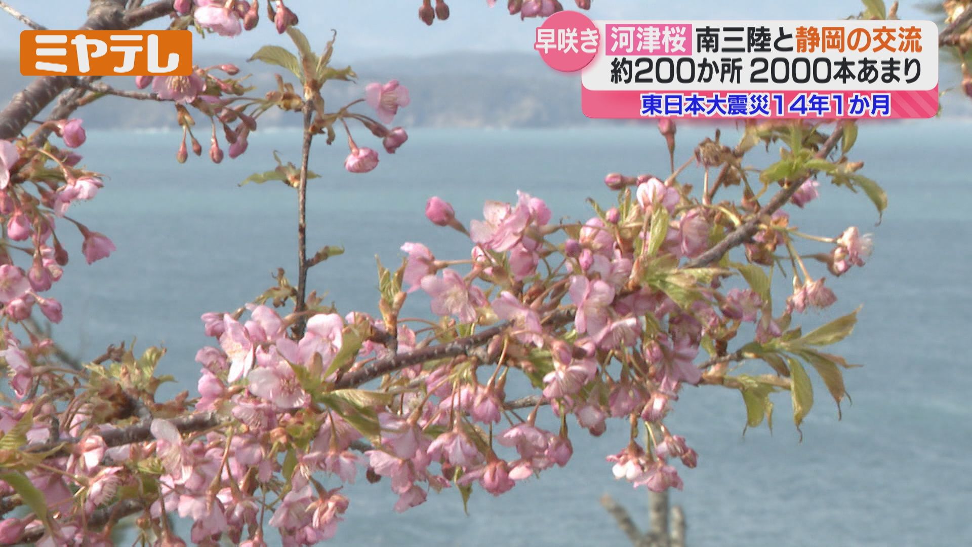 震災被災地に植えられた“河津桜”2000本、宮城～静岡をつなぐ交流（2025