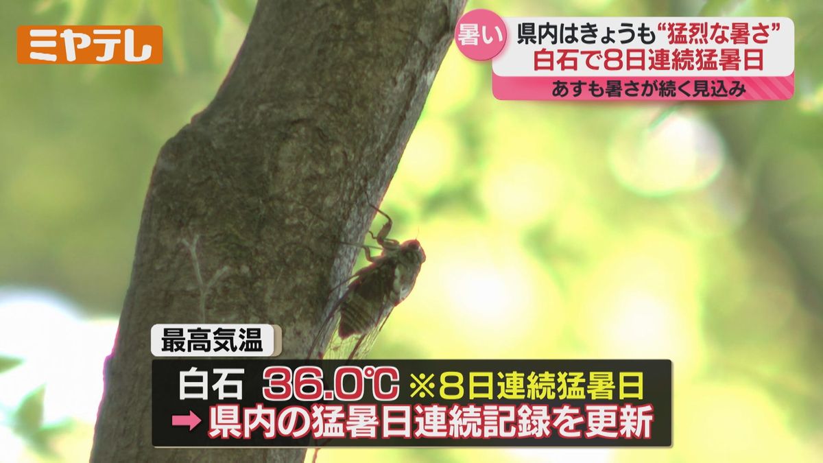猛暑 日 連続 記録