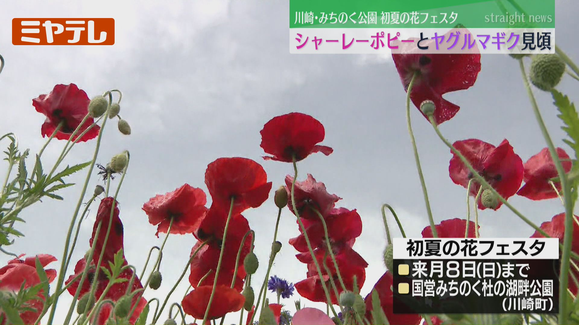 戦場の花 初夏の花フェスタ、シャーレーポピーとヤグルマギク咲き誇る…国営