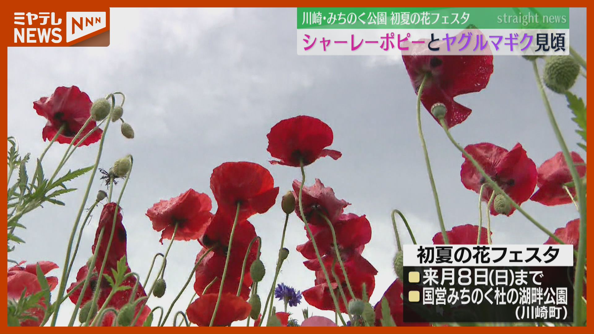 初夏の花フェスタ、シャーレーポピーとヤグルマギク咲き誇る…国営