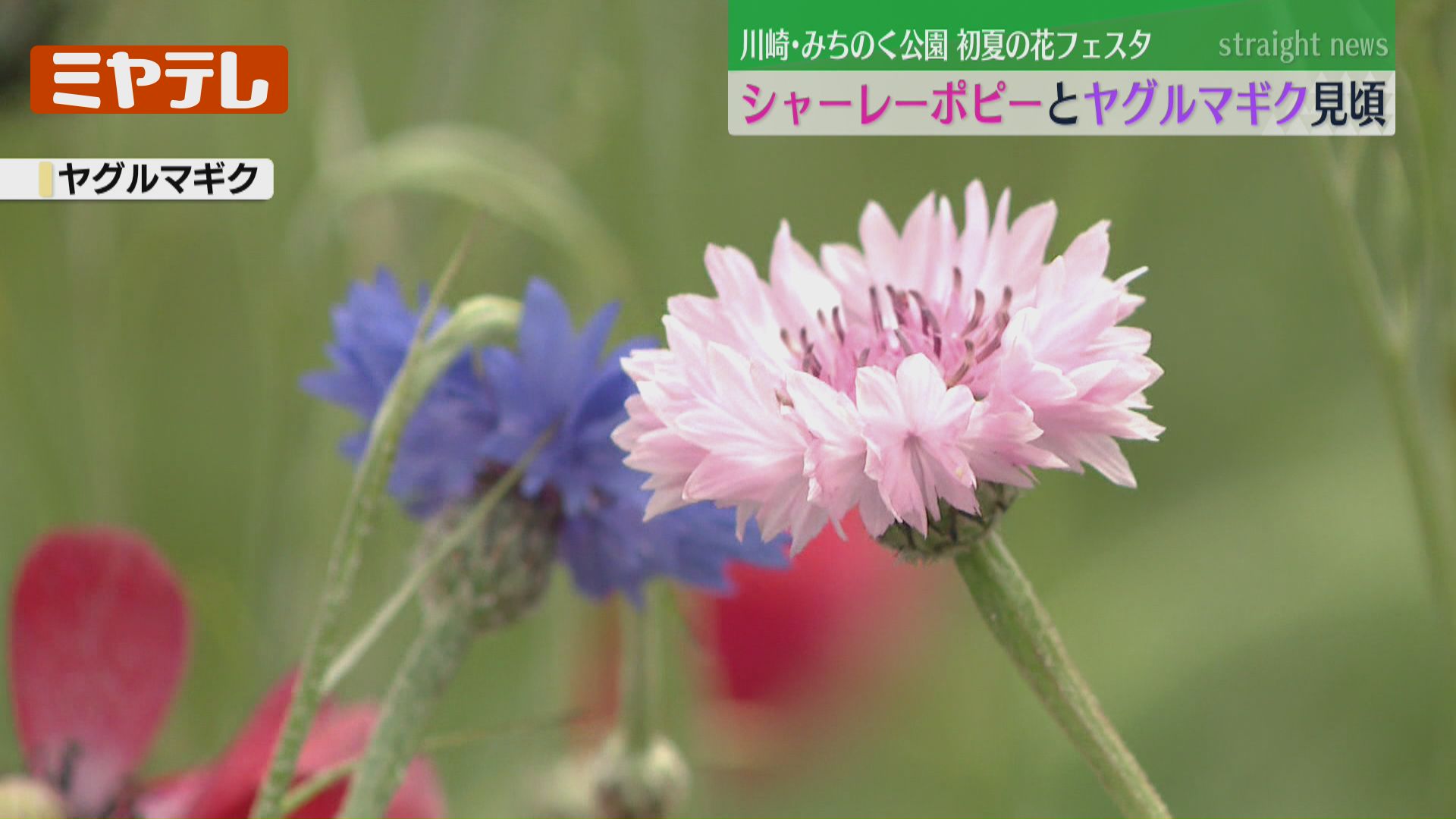 花 フラワーマウンテン Flower MOUNTAIN YAMANO3 Nishijin-purple