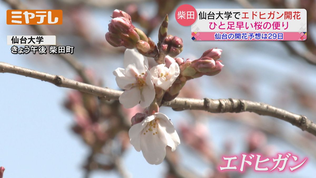 【ひと足早い「桜の便り」】『エドヒガン』が開花（宮城・柴田町）