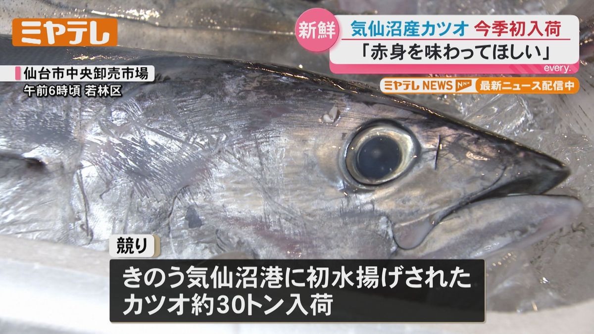 赤身のさっぱりしたところを味わって」気仙沼産カツオ、今シーズン初 