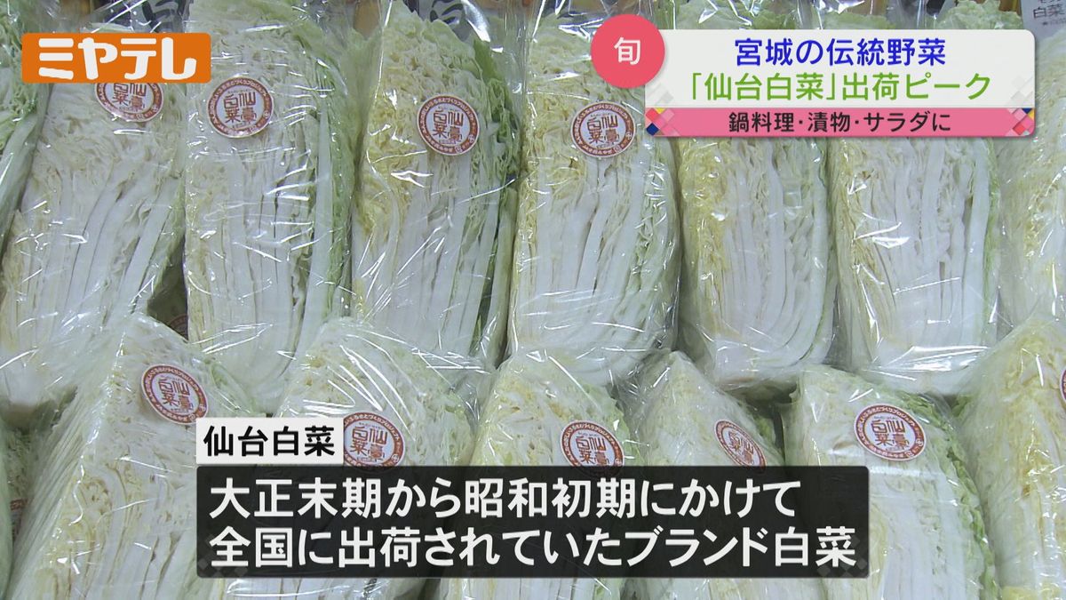 【震災の津波被害をきっかけに復活】宮城の伝統野菜「仙台白菜」　出荷がピーク