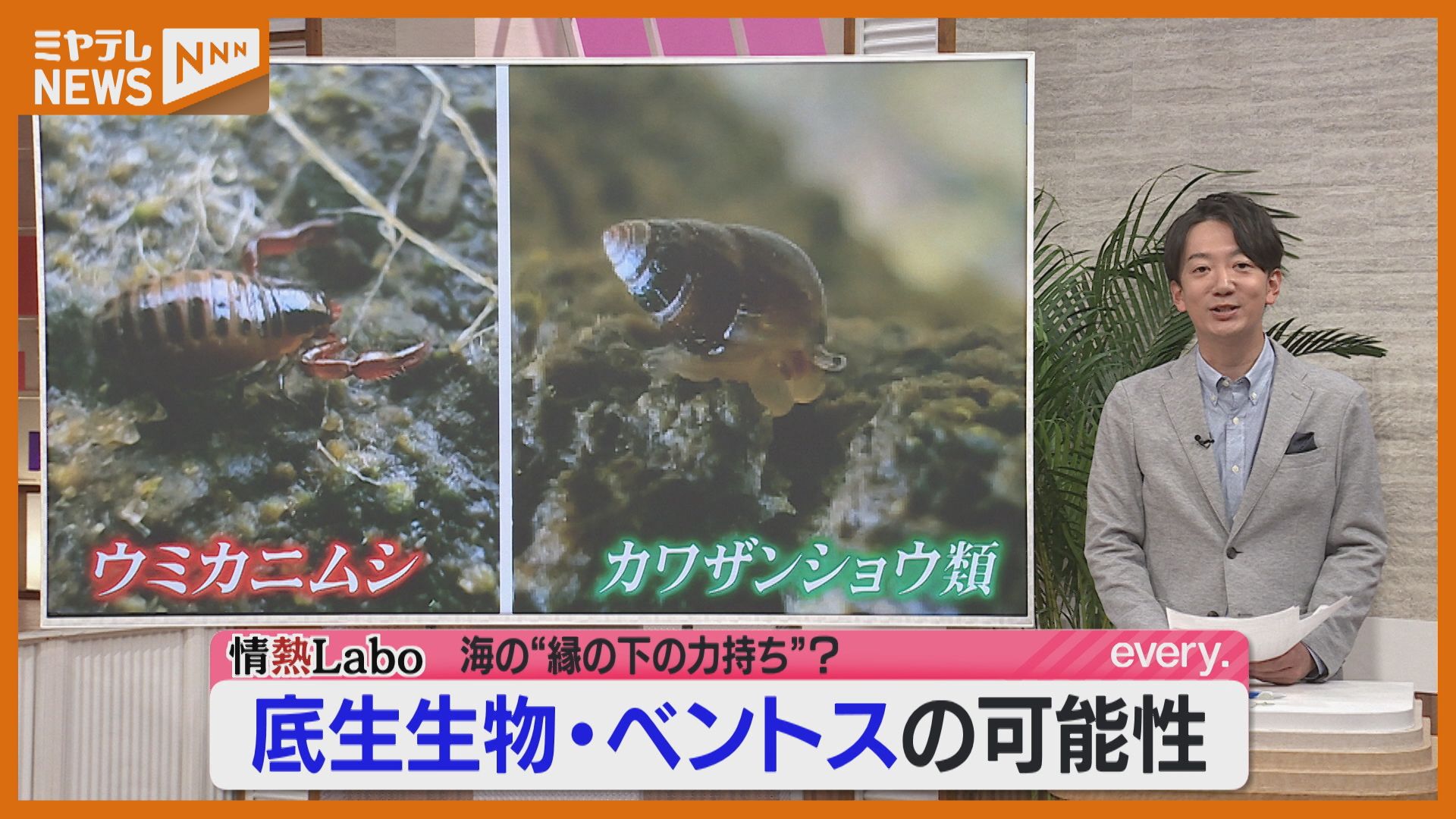 海洋ベントスの生態学 海洋ベントスの生態学 | 日本ベントス学会, 和田 恵次 |本 | 通販 | Amazon