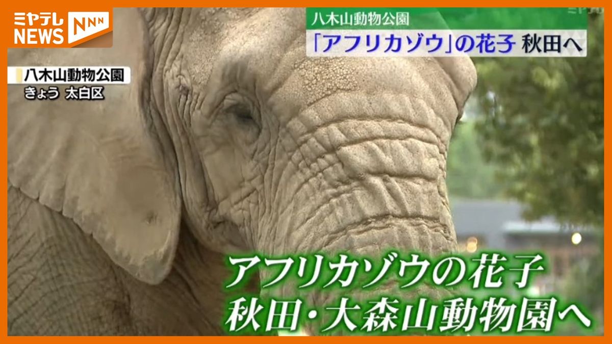 ＜アフリカゾウ「花子」のお別れ会＞　仙台市の八木山動物公園から秋田へ