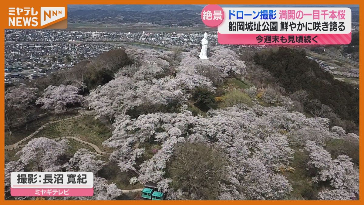 カメラマンが選ぶ絶景！「一目千本桜」満開の姿ドローンで撮影＜宮城＞