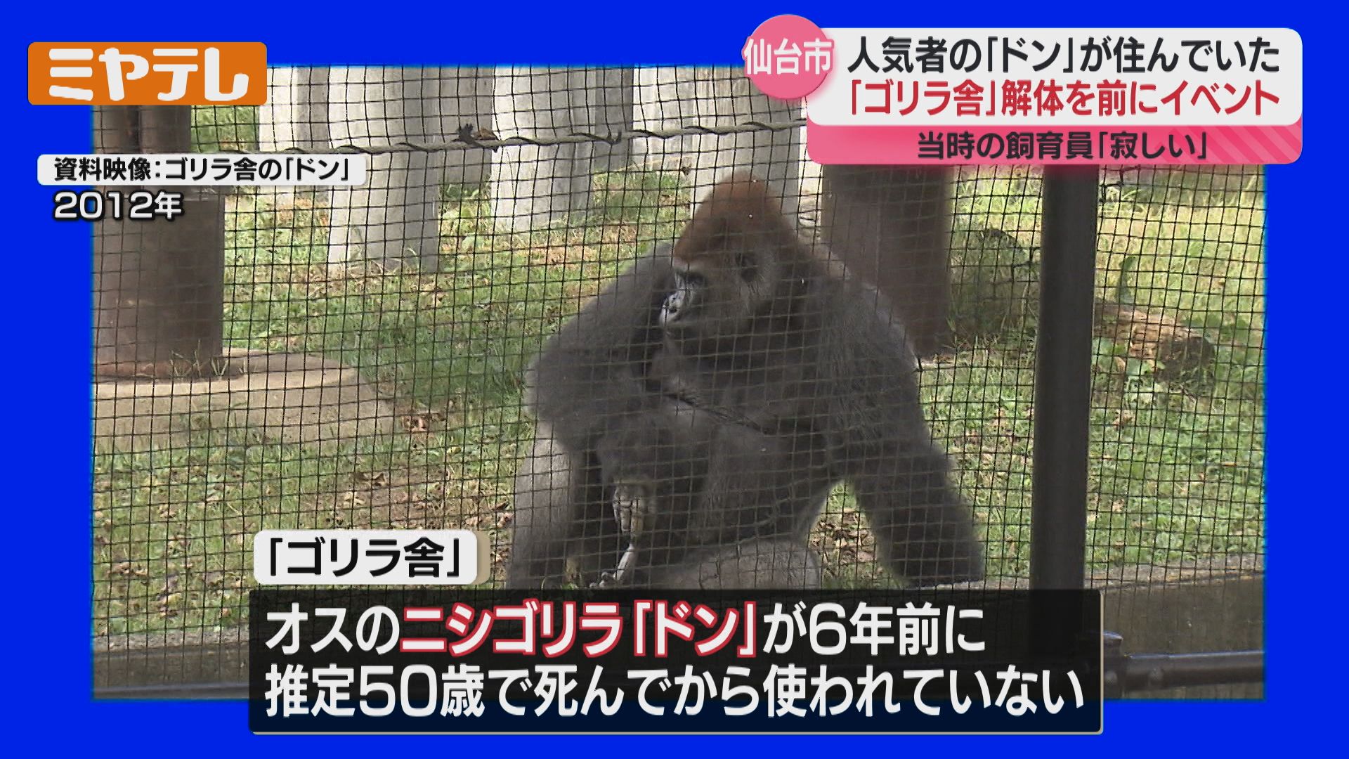 老朽化した『ゴリラ舎』解体へ、人気のゴリラが住んでいた当時をしのぶ
