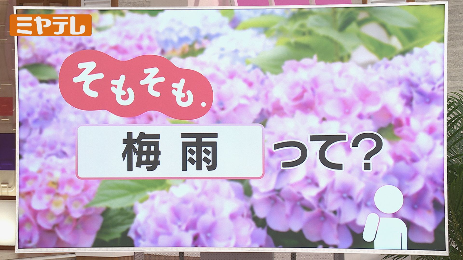 そもそも.】『梅雨』ってなあに？「梅」に「雨」と書くのはなぜ