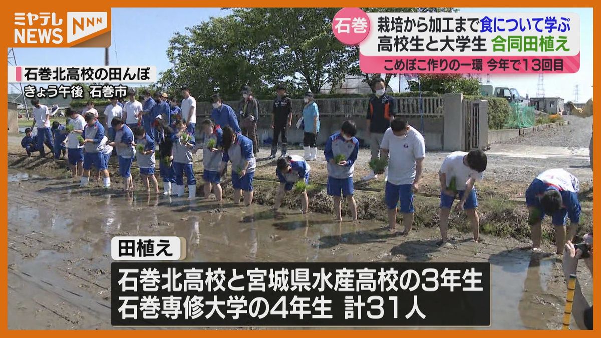 合同で<田植え> 石巻市の高校生・大学生 収穫したコメは「こめぼこ」の材料に (宮城)