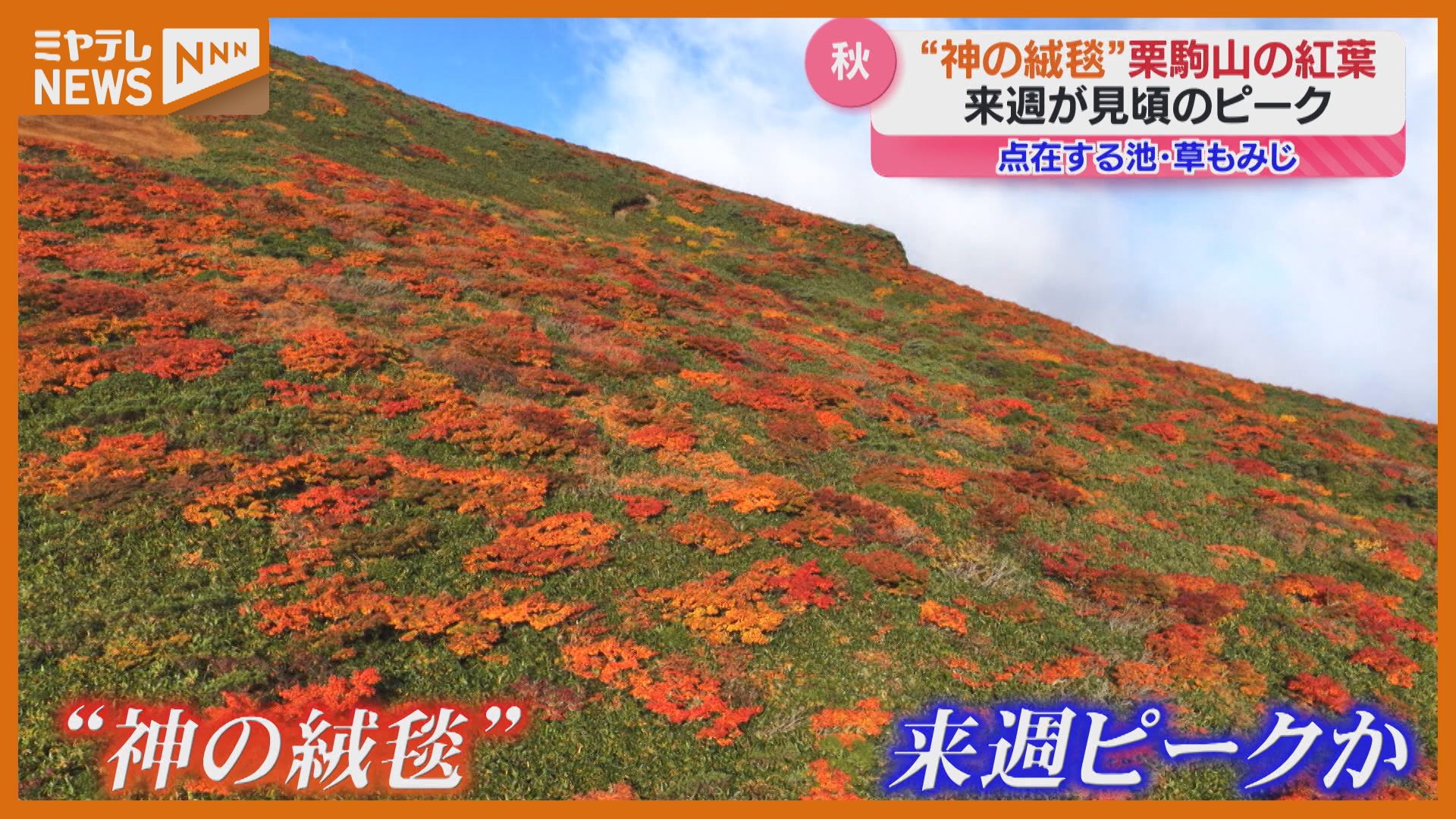 神の絨毯という言葉がぴったり」全国的にも有名な『栗駒山』紅葉が見頃