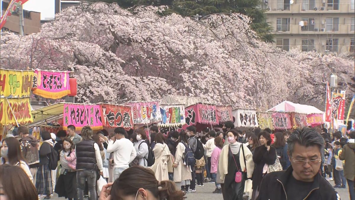 榴岡公園のサクラ②