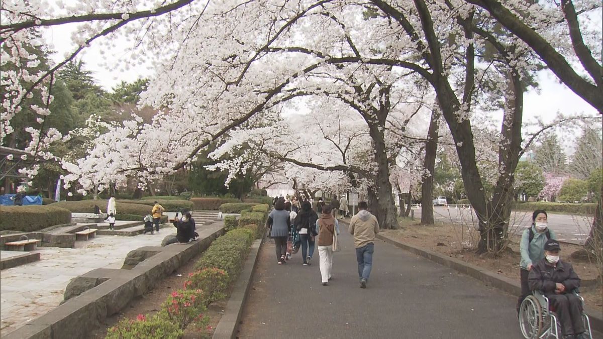 榴岡公園のサクラ①