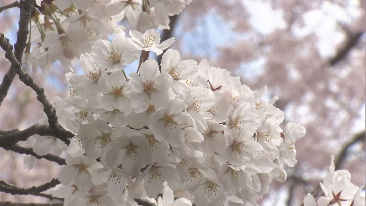 榴岡公園のサクラ③