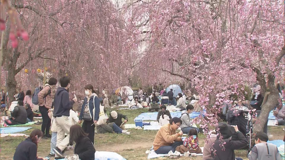 榴岡公園のサクラ④