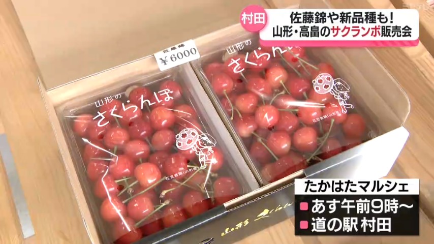 佐藤錦』や新品種も！山形・高畠産サクランボ販売会、22日も開催（宮城