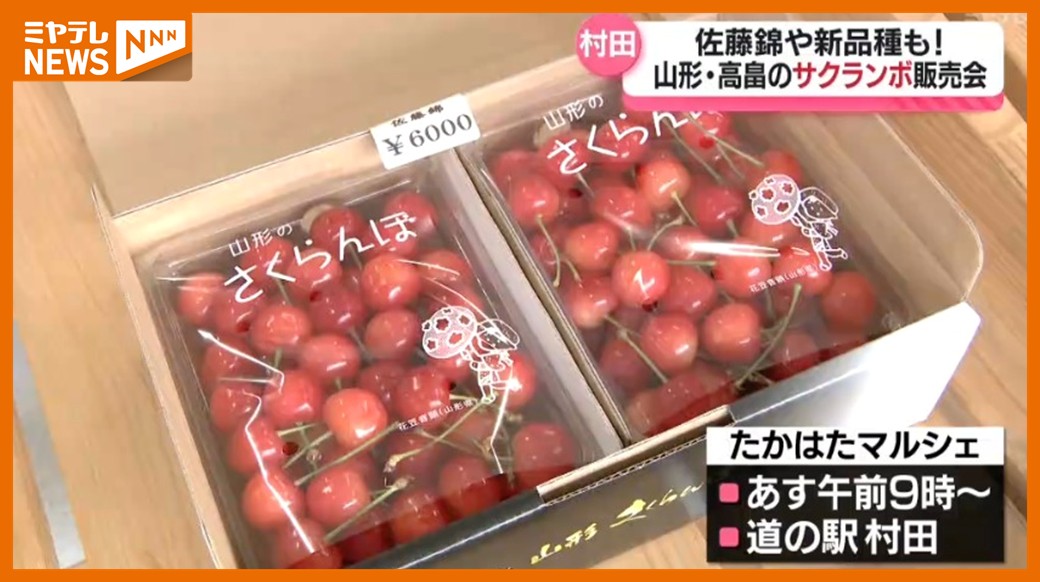 佐藤錦』や新品種も！山形・高畠産サクランボ販売会、22日も開催（宮城
