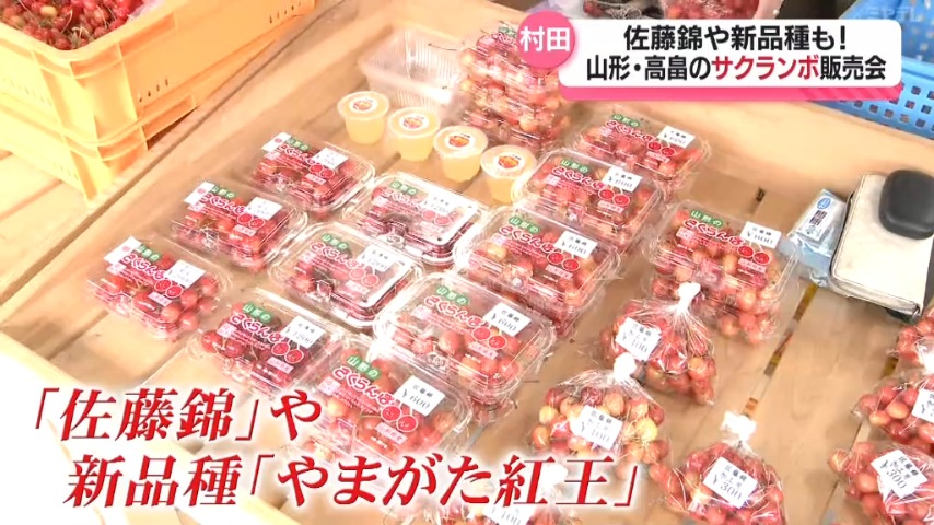 佐藤錦』や新品種も！山形・高畠産サクランボ販売会、22日も開催（宮城