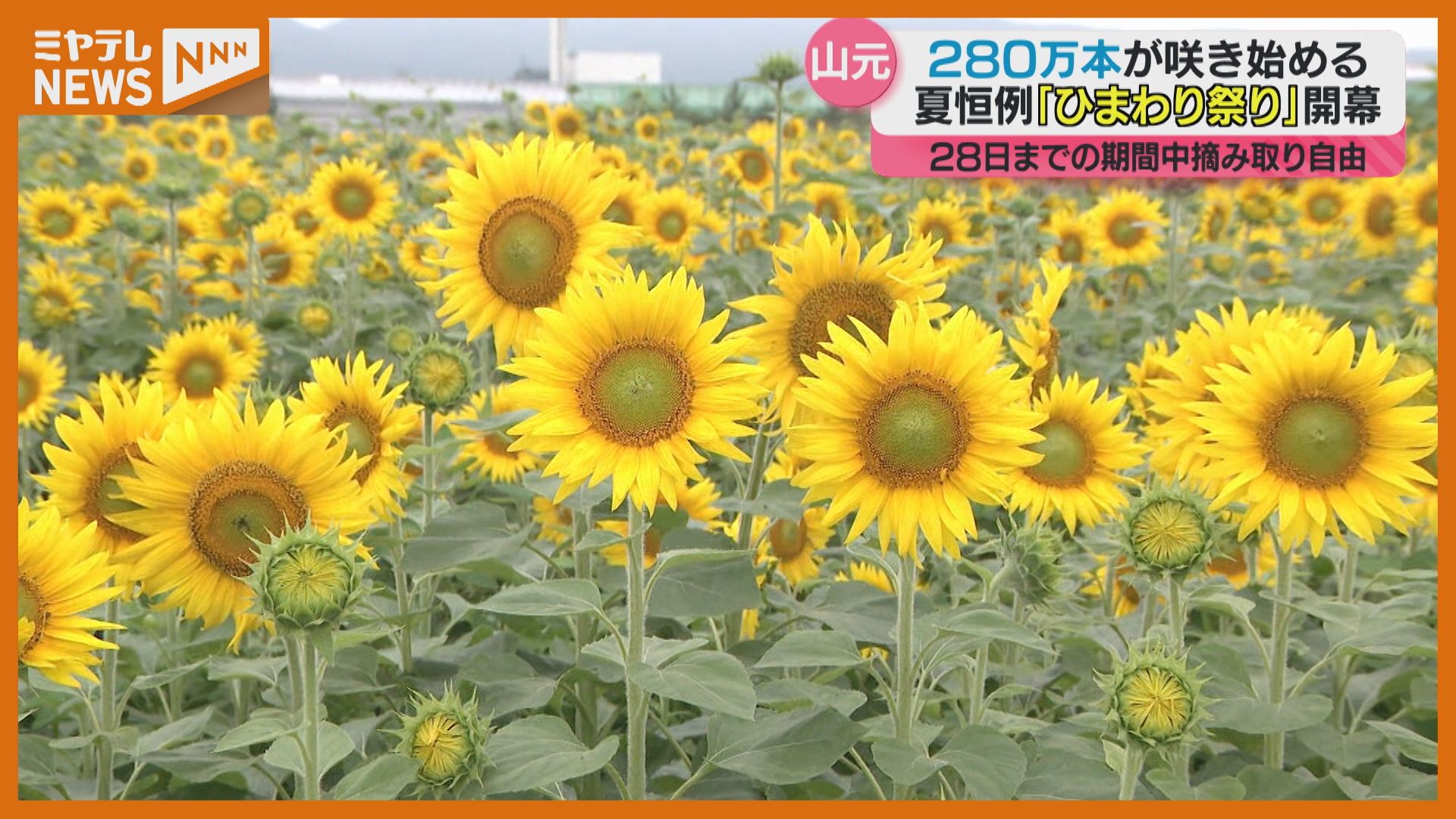 向日葵様専用】 向日葵様専用 向日葵様専用 果てしない