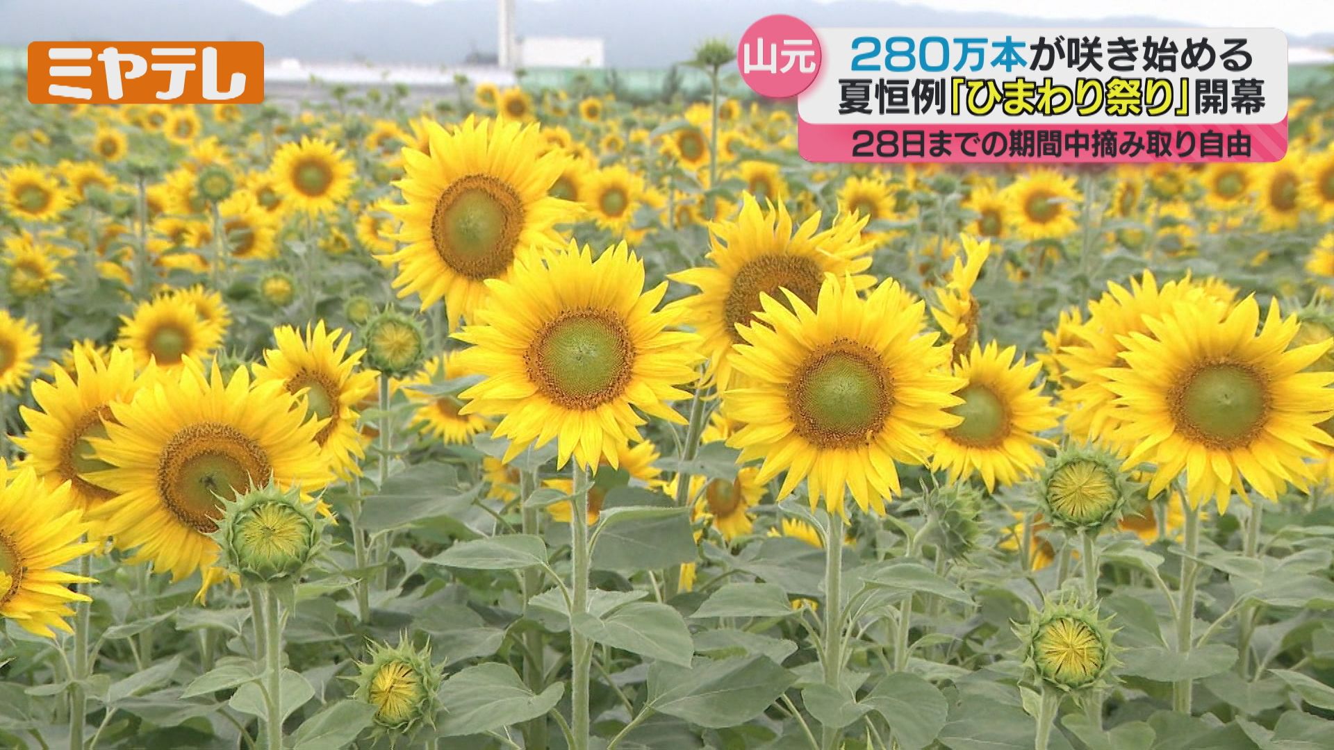 咲き誇るヒマワリ280万本＞『ひまわり祭り』開幕 「気持ちが明るくなり