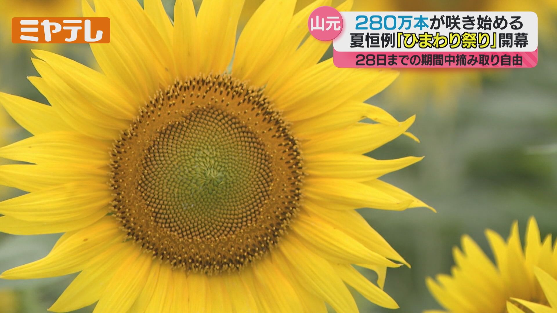咲き誇るヒマワリ280万本＞『ひまわり祭り』開幕 「気持ちが明るくなり