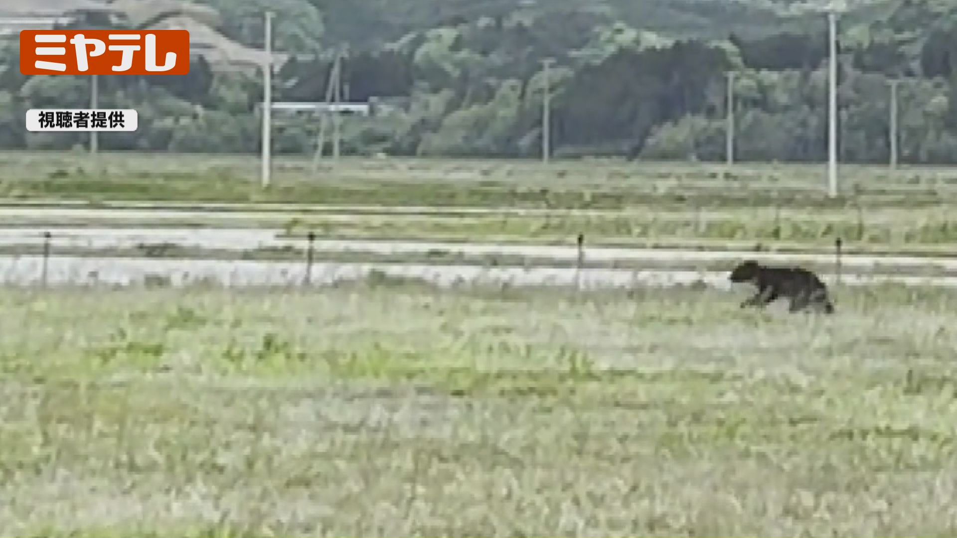 動画あり＞相次ぐクマの目撃、目撃場所“一覧”も（宮城・石巻市）（2025