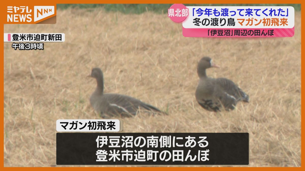 ＜初飛来＞冬の渡り鳥”マガン”　国内有数の渡り鳥の飛来地『伊豆沼』周辺で確認（宮城）