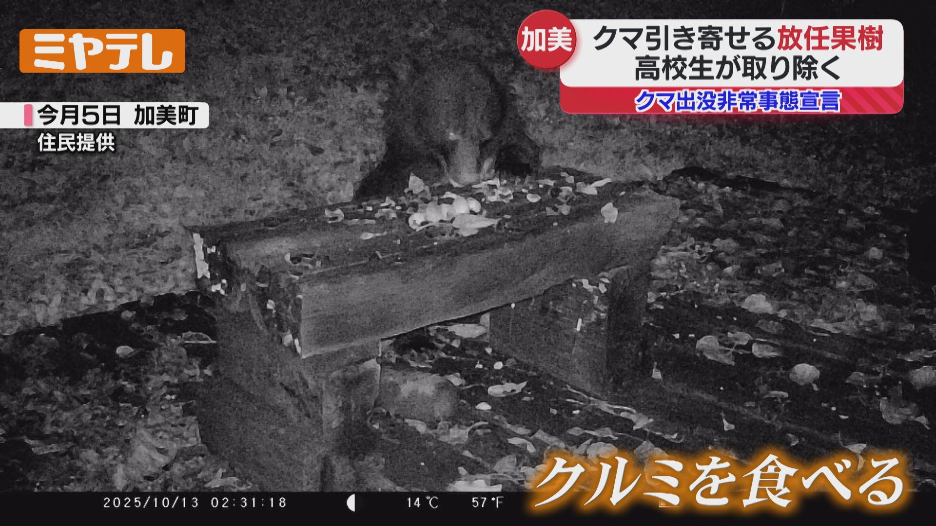 クマ出没『非常事態宣言』発令中、高校生が“放任果樹”取り除く…クマを