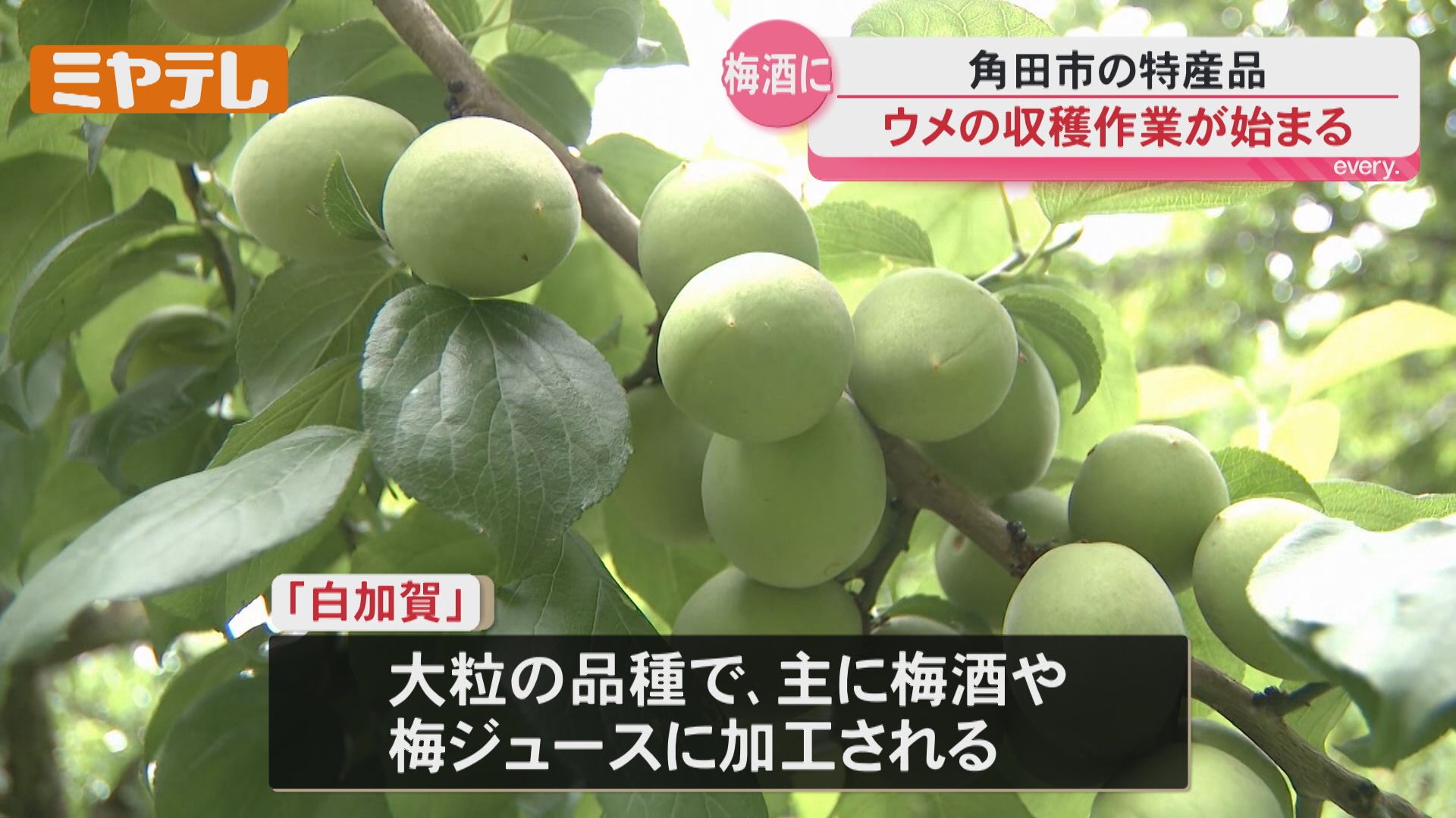 去年より実が大きくなっている」特産のウメ…収穫 始まる（宮城・角田市