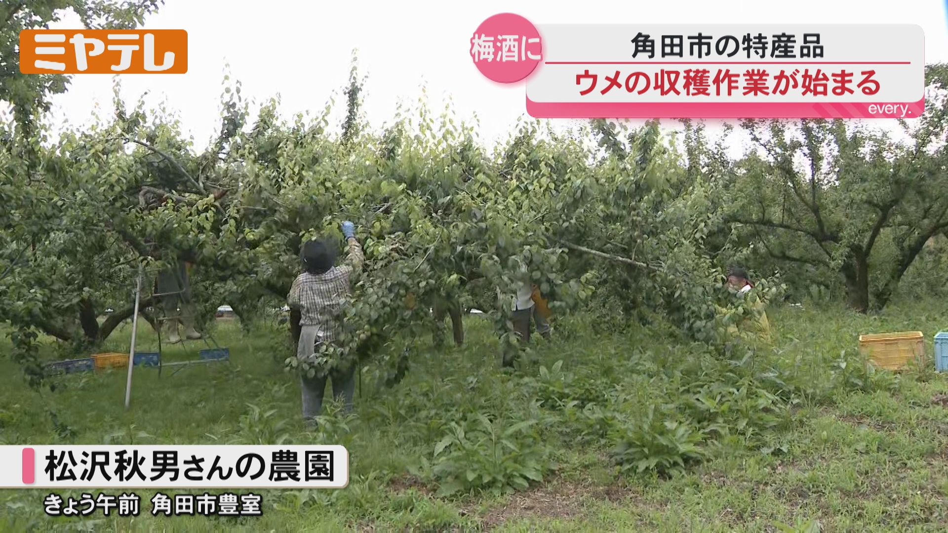 去年より実が大きくなっている」特産のウメ…収穫 始まる（宮城・角田市