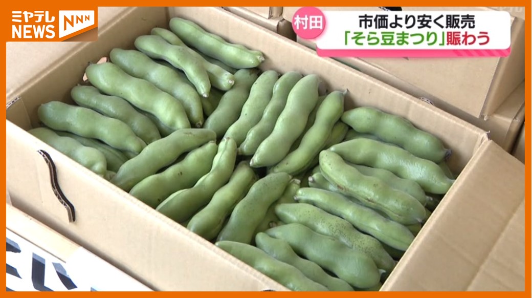 8日も開催！市価より安く旬のそら豆を…1袋500円で詰め放題も人気 宮城