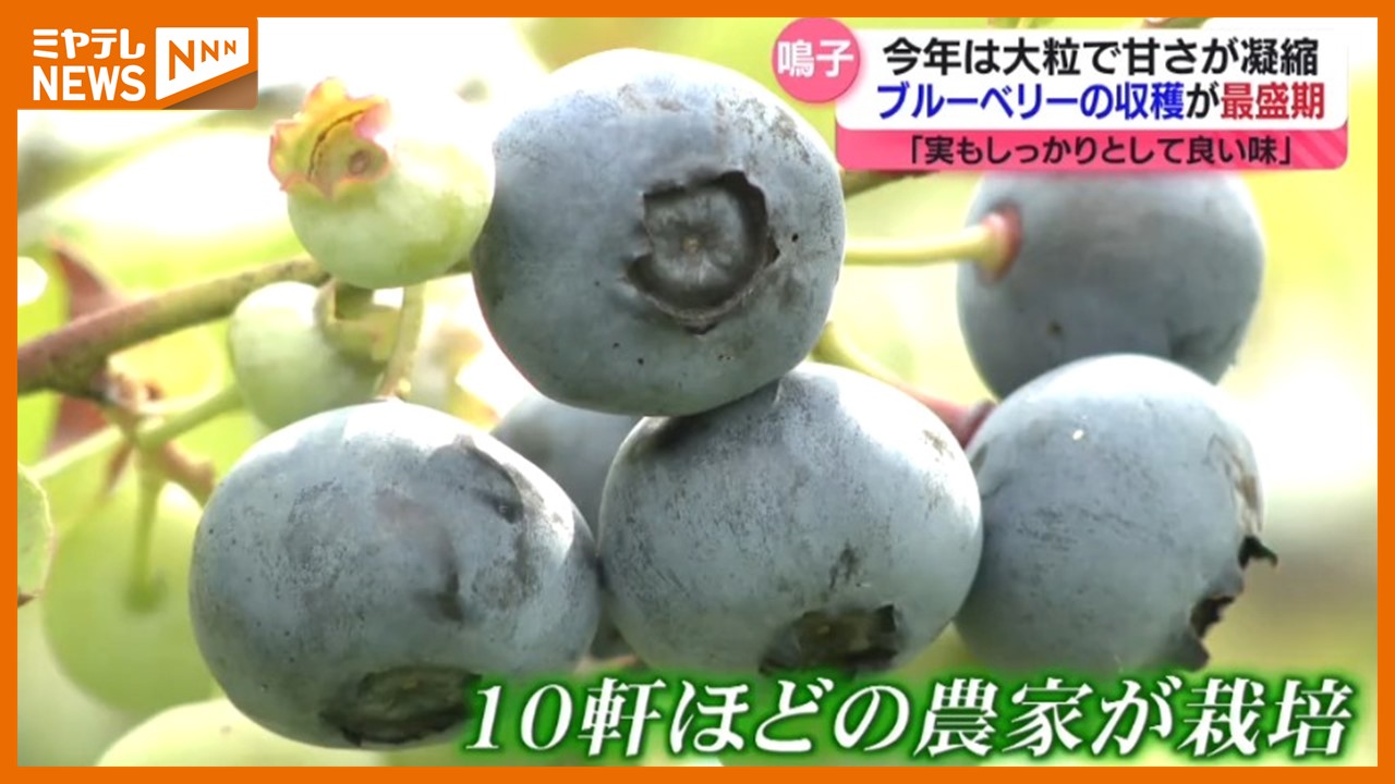 鳴子温泉の特産品 旬のブルーベリーが最盛期「今年は天候に恵まれた