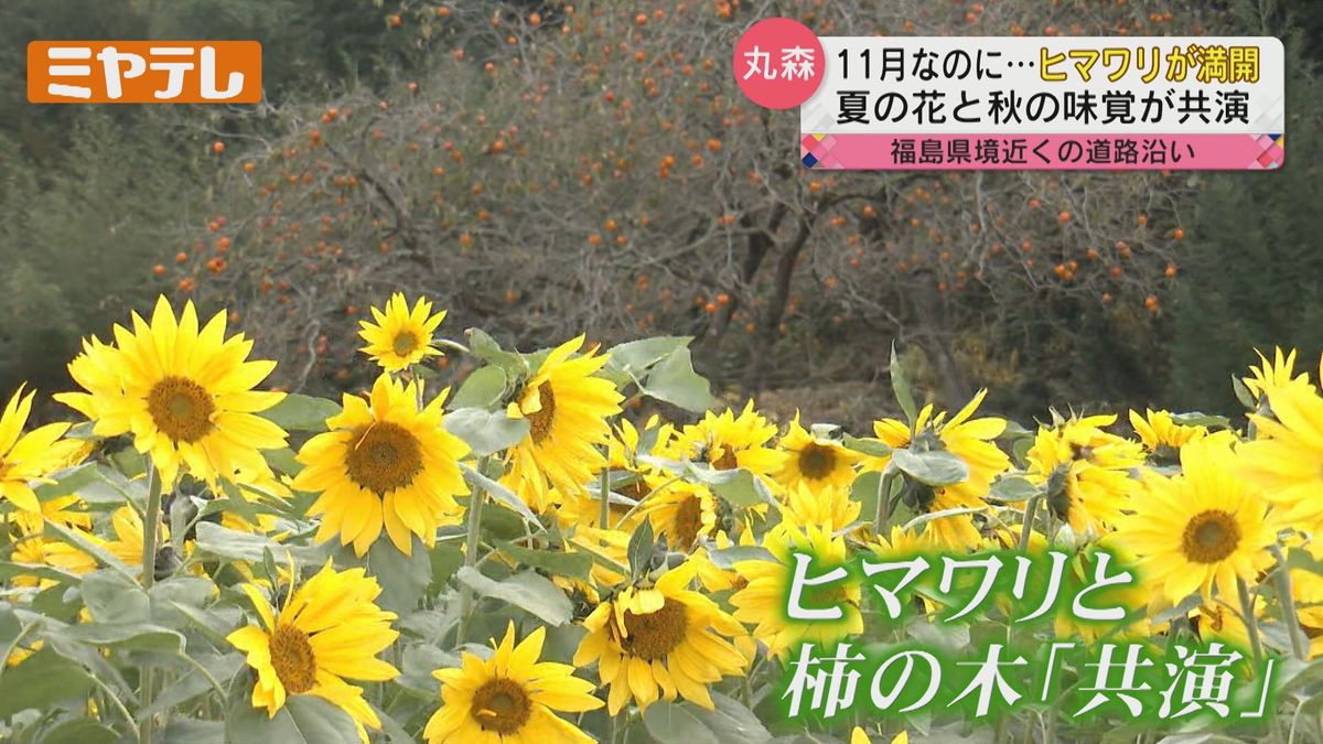 【11月なのに…】ヒマワリが満開　オレンジの実をつけたカキの木と共存（宮城・丸森町）　