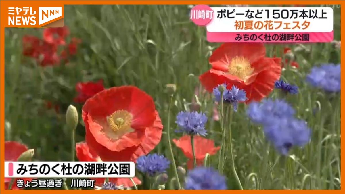 満開！150万本の初夏の花「赤とピンクと青と…」みちのく杜の湖畔公園＜宮城県＞
