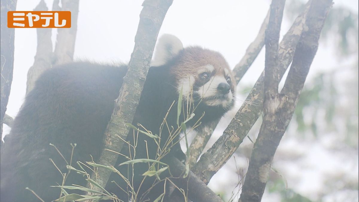 【八木山動物公園】レッサーパンダ1頭が一時展示場から逃げる＜宮城＞