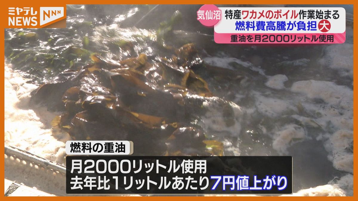 特産のワカメ、ボイル作業始まる…燃料費の高騰は大きな負担「重油も人件費も資材も上がっている」宮城・気仙沼市