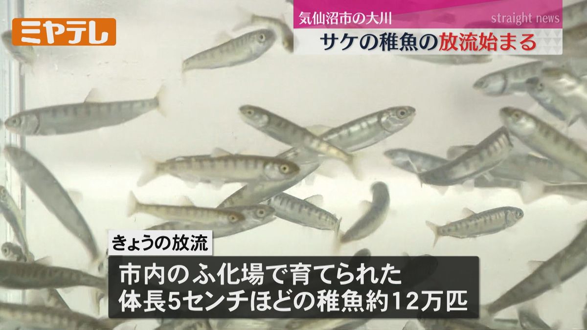 【サケ不漁の影響も…】サケの稚魚を放流（宮城・気仙沼市　大川）