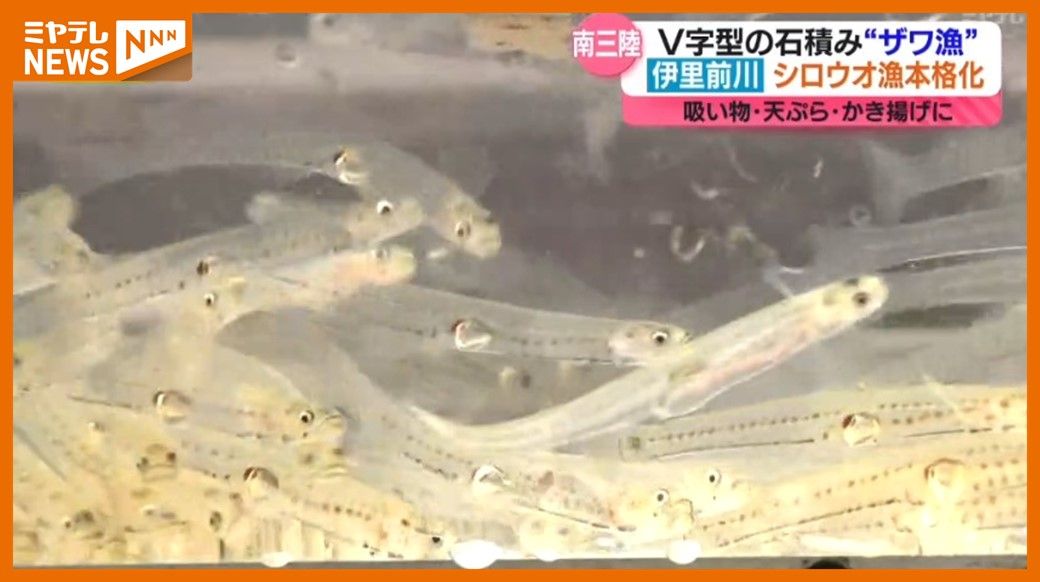 「吸い物に天ぷら、かき揚げおいしいです」明治時代から続く伝統のシロウオ漁（宮城・南三陸町 伊里前川）
