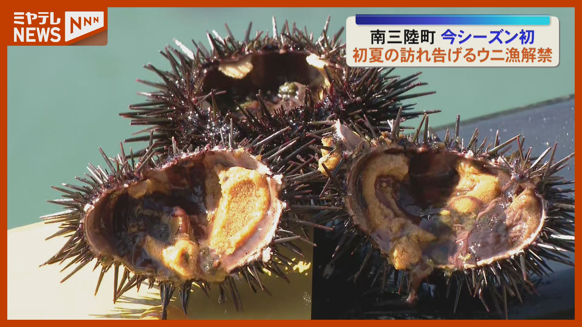 ウニ丼だっちゃ」初夏の訪れ告げる『ウニ漁』解禁(宮城・南三陸町