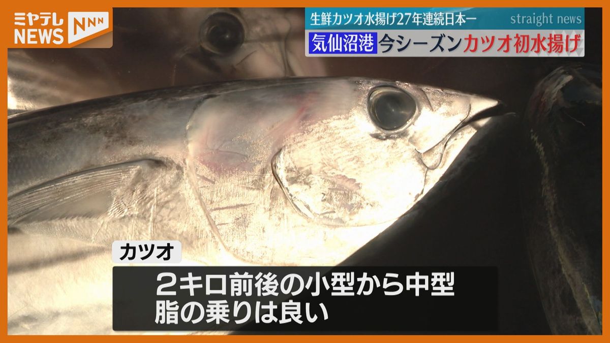 「脂乗り良好」生鮮カツオ27年連続水揚げ日本一　気仙沼で今季初水揚げ