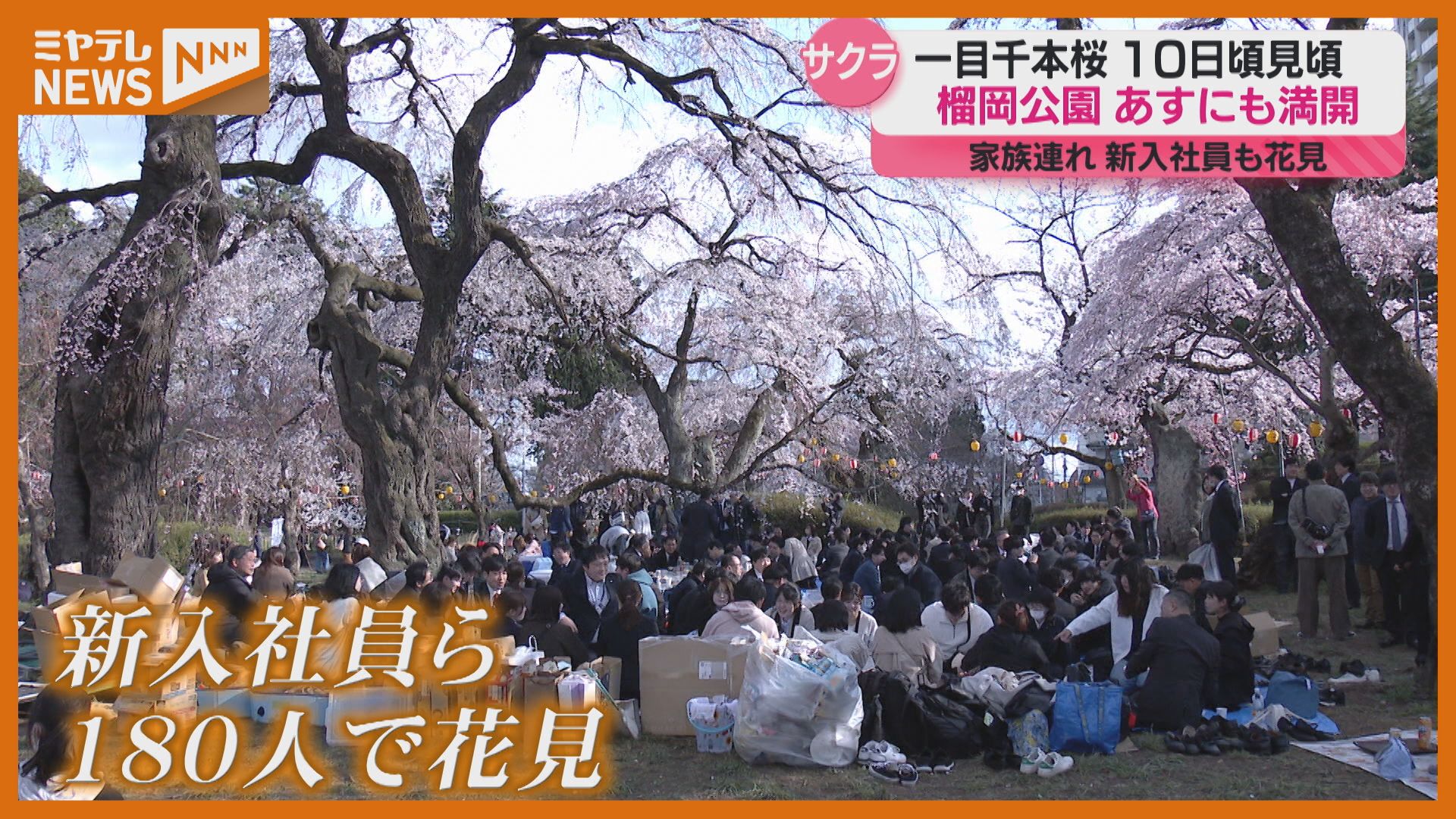 4月9日～10日頃に宮城で“満開”か、春の日差しのもと花見楽しむ（2025年