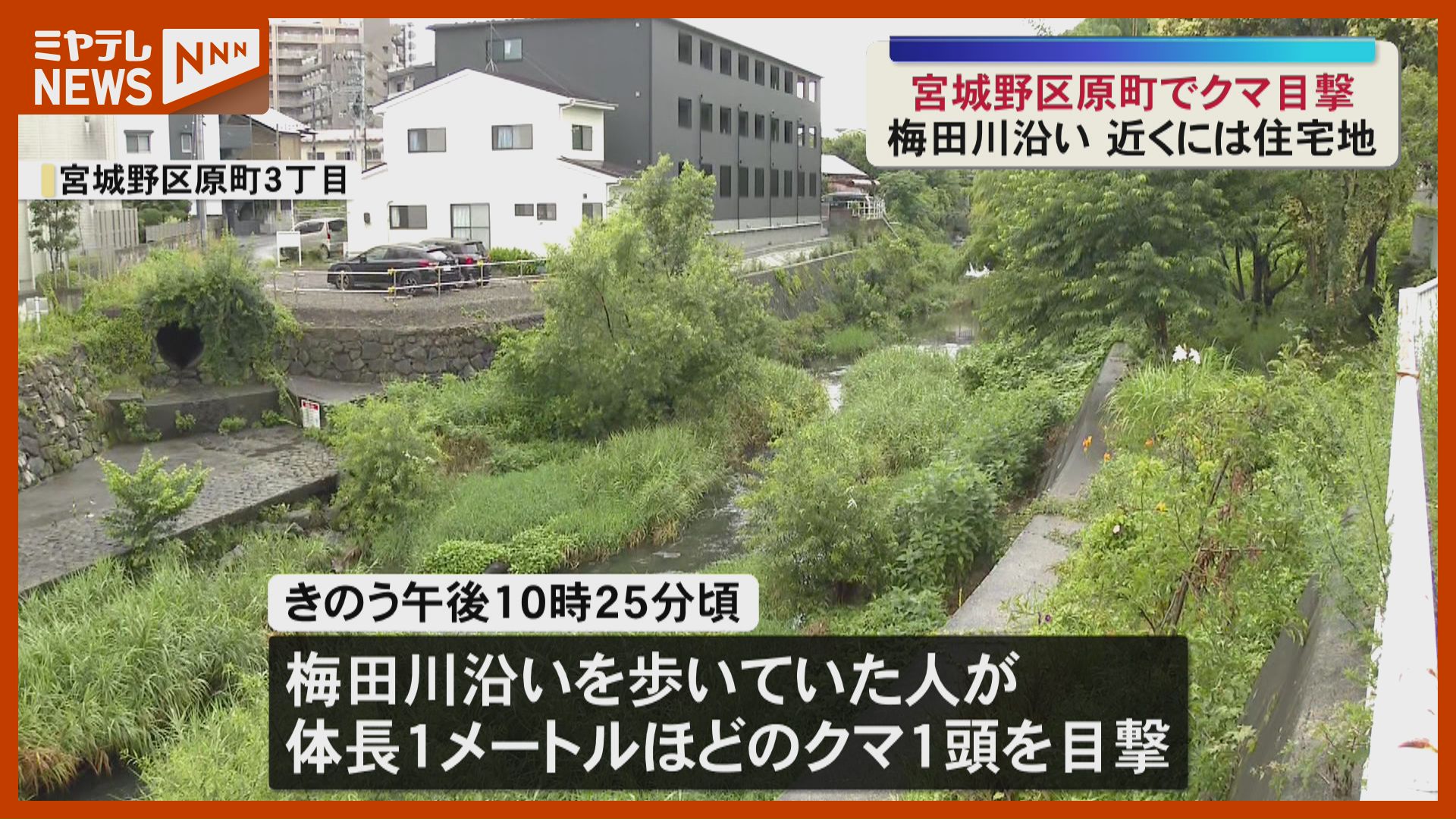目撃相次ぐ 宮城野区原町でクマ目撃（宮城・仙台市）（2026年7月11日